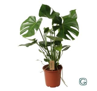 MONSTERA L17 CM