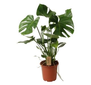 MONSTERA L21 CM