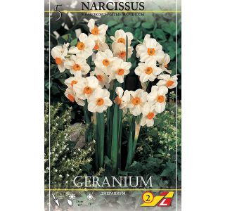 NARCISE GERANIUM