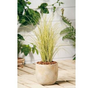 OKRASNA TRAVA CAREX L8 CM