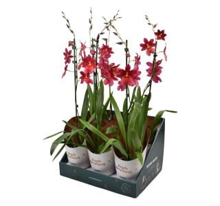 CAMBRIA NELLY ISLER RED 1 ST L12 CM