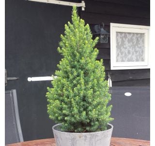 SMREKA GLAUCA PERFECTA L19 CM