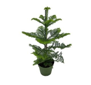 SOBNA ZELENA RASTLINA SOBNA SMREKA (ARAUCARIA H.) L17 CM