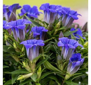 GENTIANA BLUE L12 CM