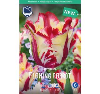 TULIPANI FLAMING PARROT