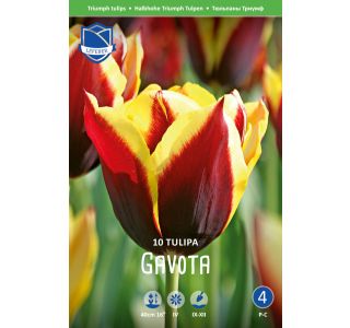 TULIPANI GAVOTA