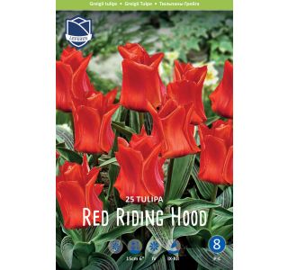 TULIPANI RED RIDING HOOD