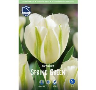 TULIPANI SPRING GREEN