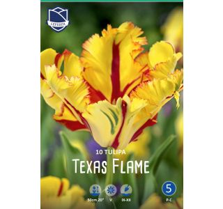 TEXAS FLAME 10 KOS