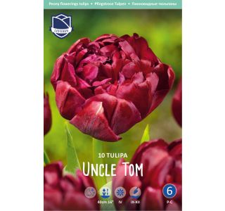 TULIPANI UNCLE TOM