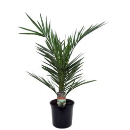 Palma Phoenix Canariensis Palma L 15 - Merkur.si