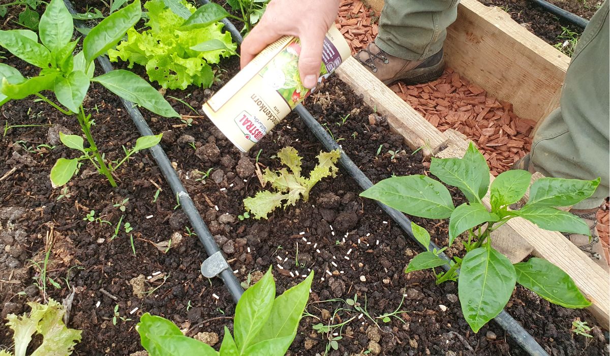 Lovilno posodo za polže napolnite s pivom in postavite na vrt. 